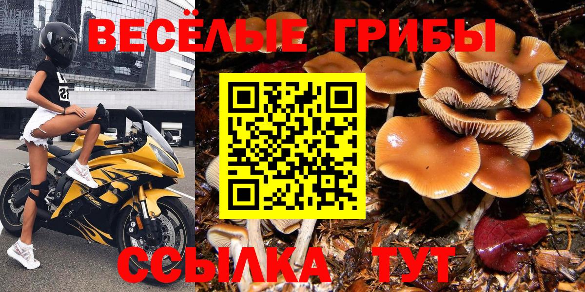 Псилоцибиновые грибы Psilocybe Борзя